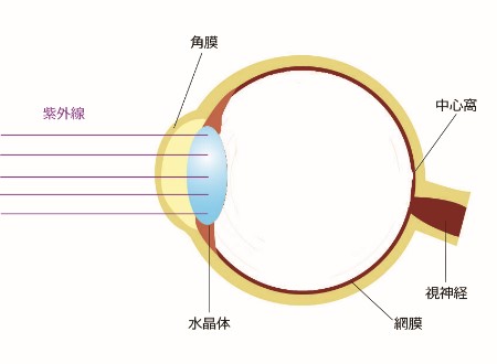 レーザーの目への影響１(レーザー遮光メガネの重要性）